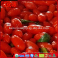 Ningxia siyah goji berry doce gnc goji bagas de goji fresco